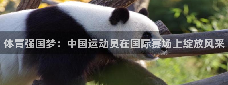 xc体育：体育强国梦：中国运动员在国际赛场上绽放风采